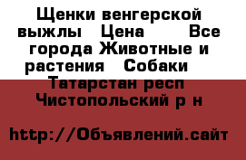 Щенки венгерской выжлы › Цена ­ 1 - Все города Животные и растения » Собаки   . Татарстан респ.,Чистопольский р-н